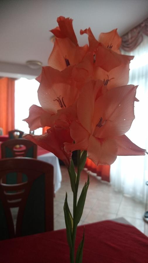 Penzion Zeleni Kakadu Maribor Extérieur photo